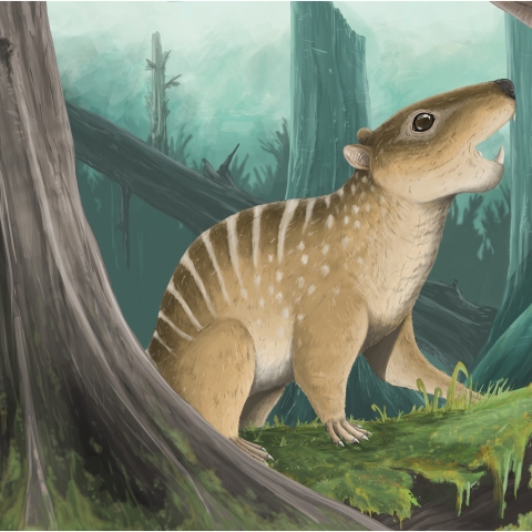 This is what Novaculadon mirabilis may have looked like. The spots and stripes are speculative. Likely this animal could have sat in one hand. The lower jaw is just 16.5 mm long, only 4 mm longer than that of a mouse jaw.
