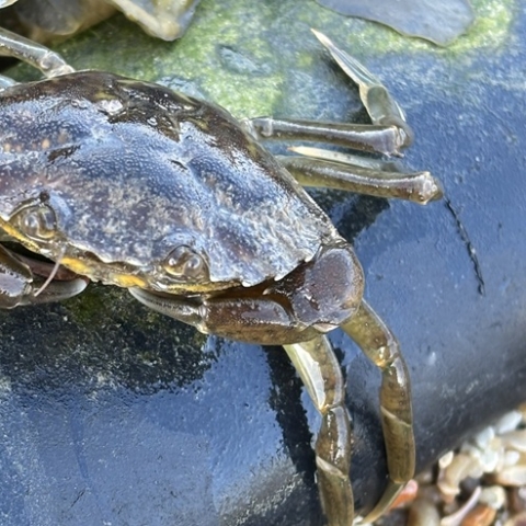 Female crab on Submarine Power Cable