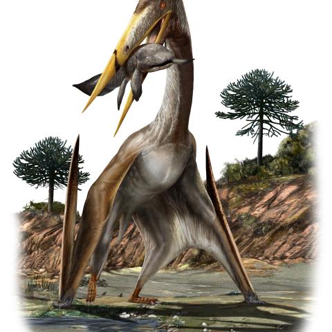 This pterosaur is called Alanqa saharica – credit Davide Bonadonna