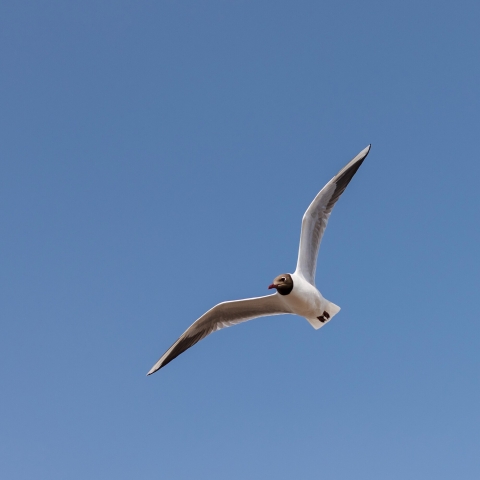 Copyright: Helen Yates Photography.CRM team and web team use only.