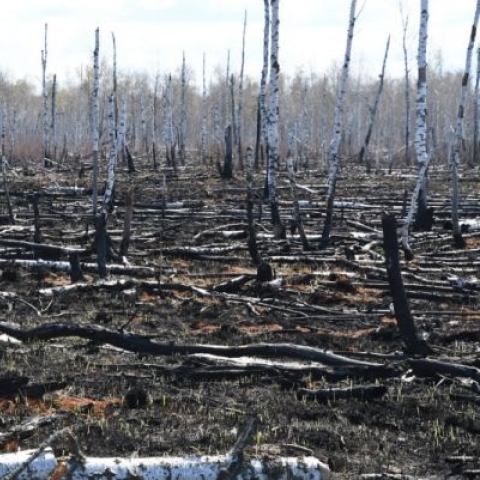 Burnt trees near Chernobyl