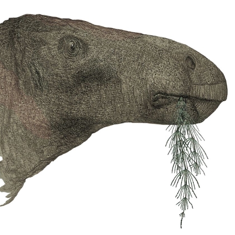 An artist’s impression of the new dinosaur species