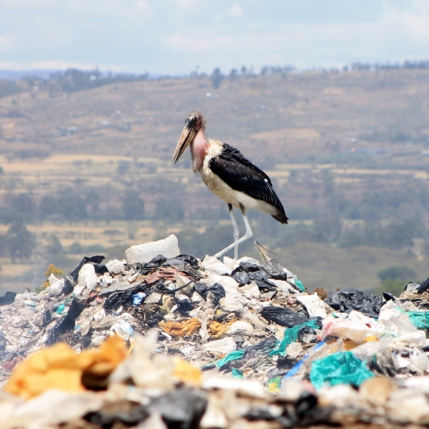 Global Plastics Policy Centre