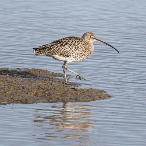 Picture of a curlew