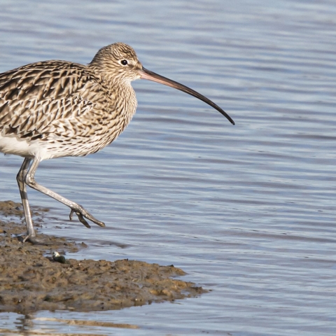 Picture of a curlew