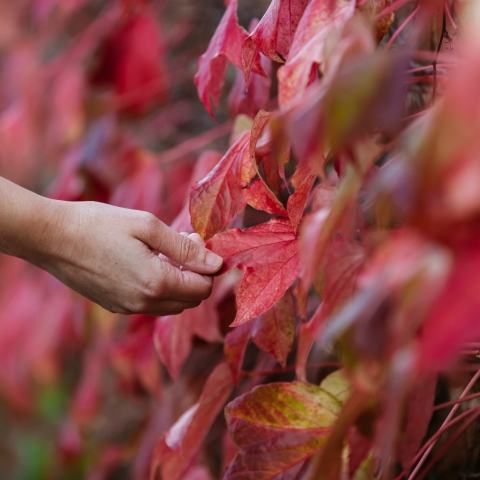 13/10/21...All Rights Reserved - Helen Yates- T: +44 (0)7790805960.Local copyright law applies to all print & online usage. Fees charged will comply with standard space rates and usage for that country, region or state.