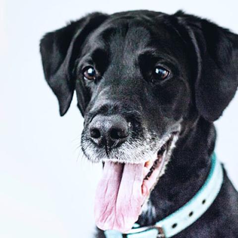 Dog looking attentive