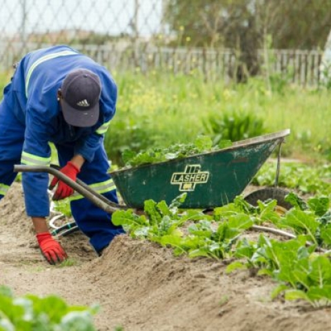 worker in a field