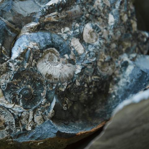 A close up shot of a fossil within a piece of rock