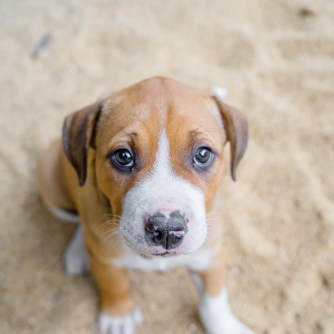 Puppy with puppy dog eyes