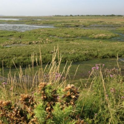 A salt marsh