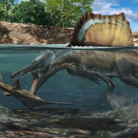 An artist's impression of Spinosaurus diving underwater to catch prey