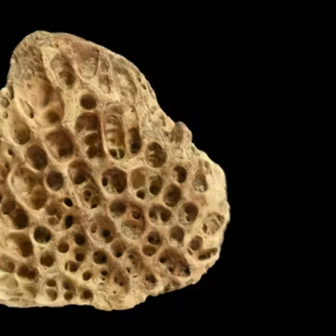 An image of bony scutes which are modified scales that resemble armor for the living fish 