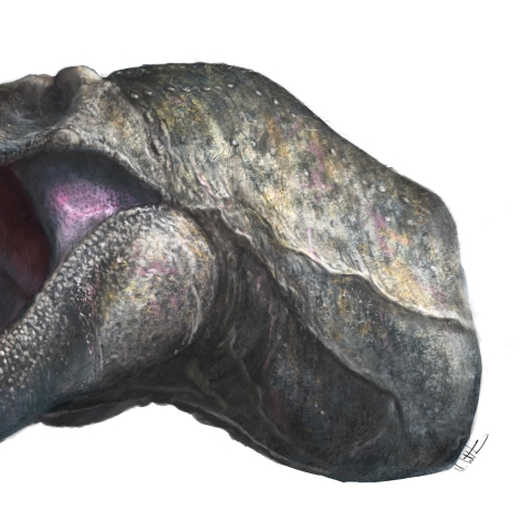 Picture of a Tyrannosaurus Rex