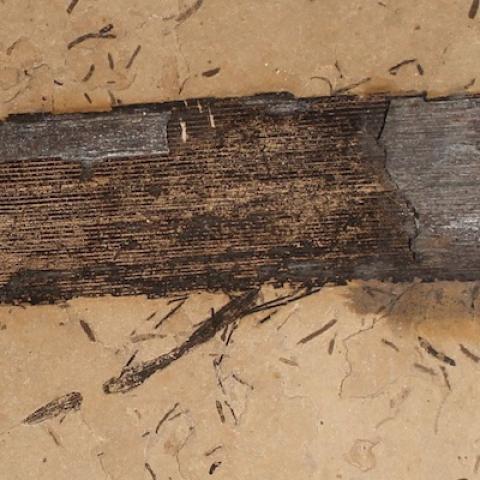 image of Fossil gum found in leaves