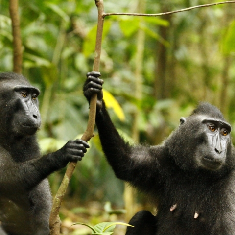 For use on the Macaque Project web page ONLY