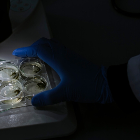 chemicals in plastic 