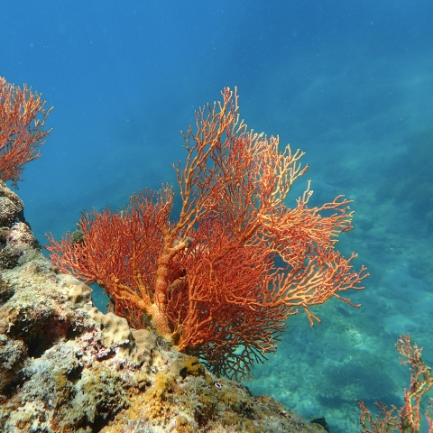 Seabed unsplash image