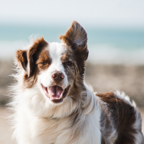 Dog - Photo by Pauline Loroy on Unsplash