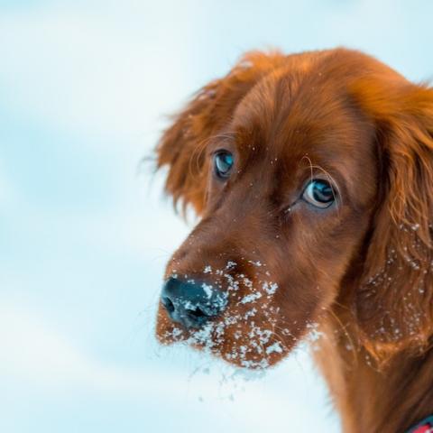 Dog in the snow giving puppy dog eyes