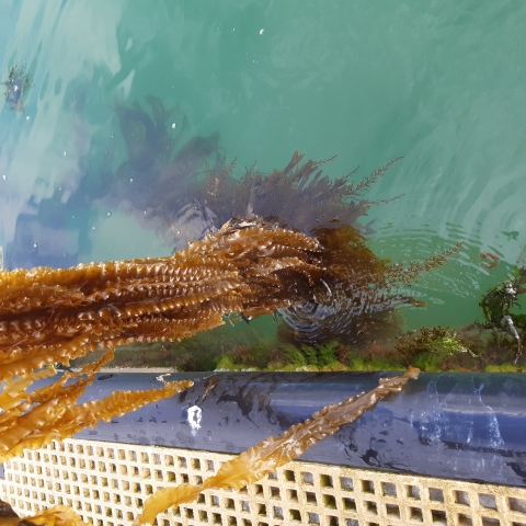 Kelp being grown in Langstone Harbour