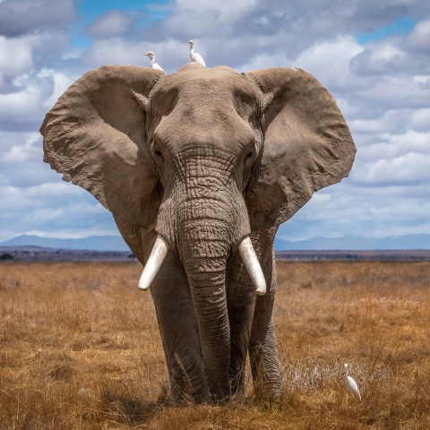 STANDARD LICENSE; PLEASE SEE ADDITIONAL ASSET FOR FULL LICENSE TERMS.