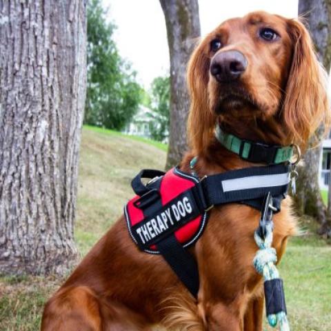 Dog wearing harness saying therapy dog