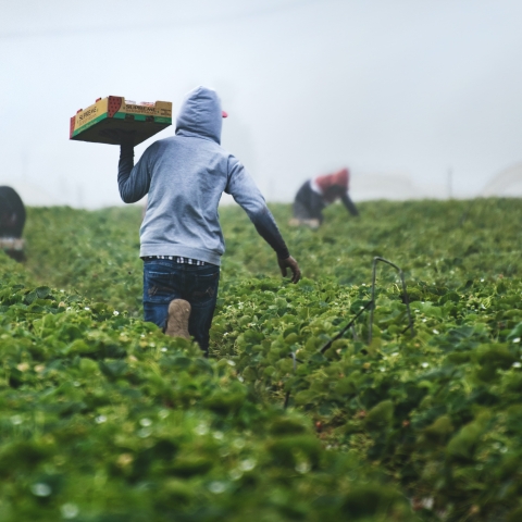 Person carrying box in field - Photo by Tim Mossholder on Unsplash