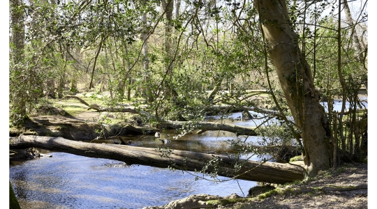 photo of woodland by Adam West