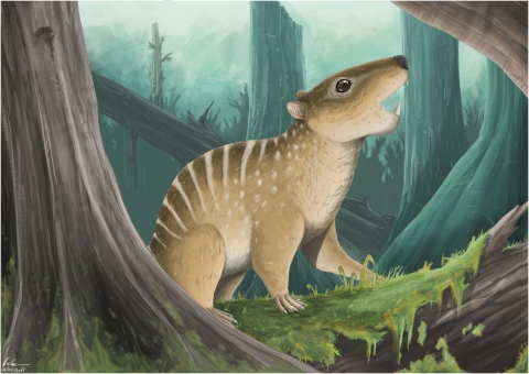 This is what Novaculadon mirabilis may have looked like. The spots and stripes are speculative. Likely this animal could have sat in one hand. The lower jaw is just 16.5 mm long, only 4 mm longer than that of a mouse jaw.