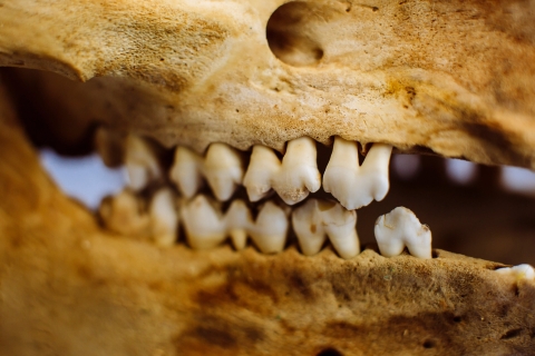 Jaw bone section of a skull