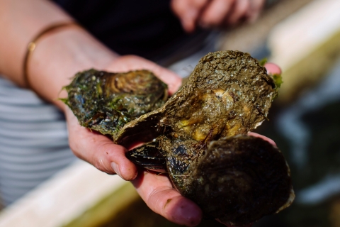 3 oysters being held in a hand