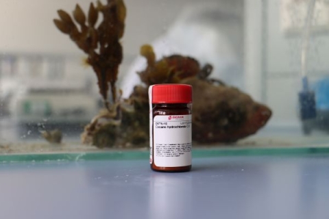 Cocaine hydrochloride, University of Portsmouth’s Institute for Marine Sciences