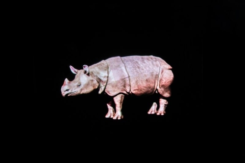 Hologram of rhino