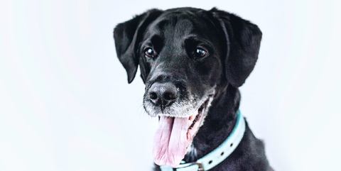 Dog looking attentive