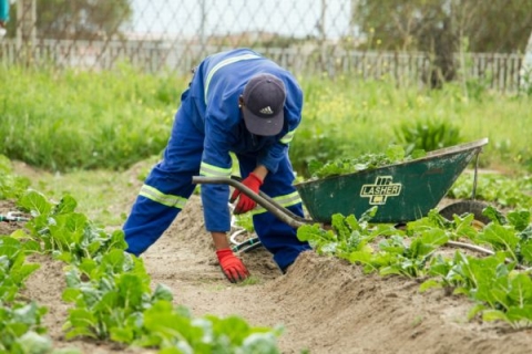 worker in a field
