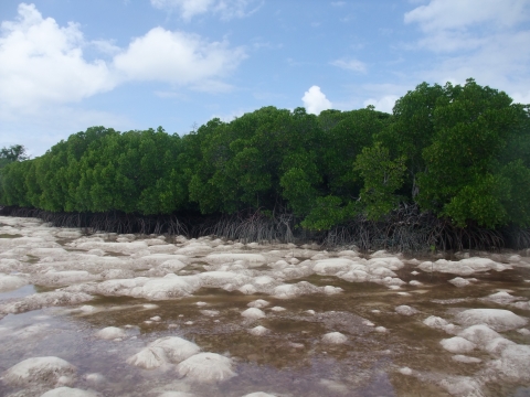 Mangrove forest seen from a river