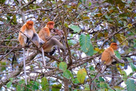 Community of Proboscis monkeys sitting in a tree.