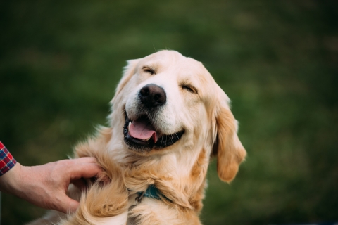 Smiling labrador dog