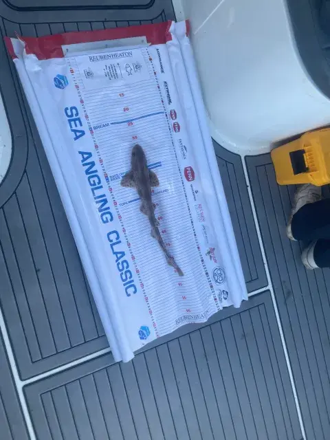 Smoothhound being measured by the CAST team