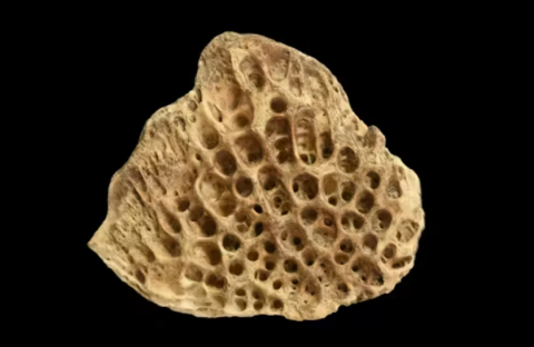 An image of bony scutes which are modified scales that resemble armor for the living fish 