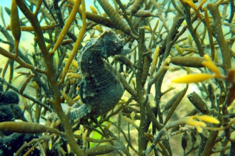seahorse