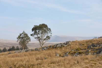 photo of tree and brown grass