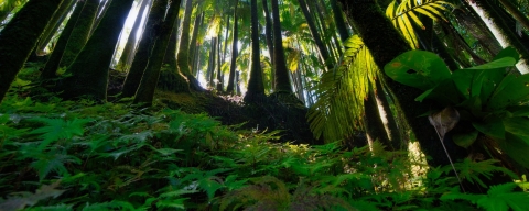 View from a forest floor in Hawaii