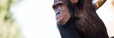Chimpanzee