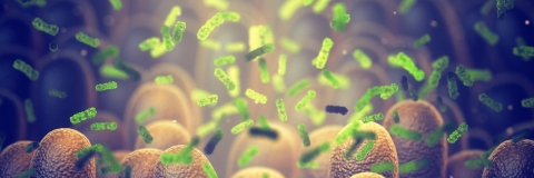 3D illustration of probiotics in gut to help system