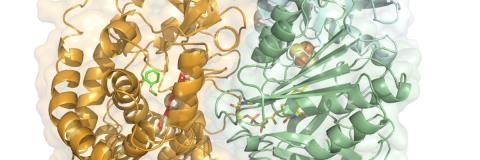 Enzyme structure, courtesy of Centre for Enzyme Innovation, Portsmouth