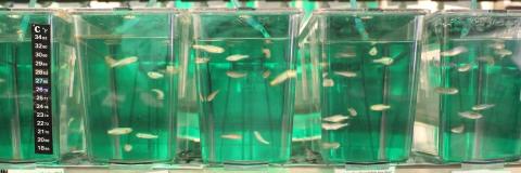 Zebrafish in tanks