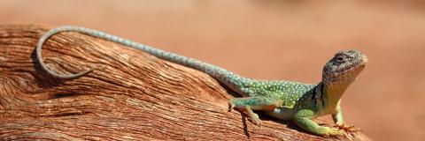 Image by Tony Lee from Pixabay.