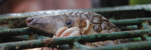 A Pangolin in a cage